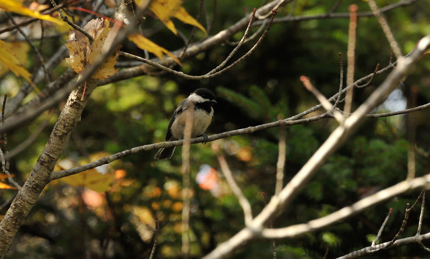 Poecile atricapillus practicus [300 mm, 1/1000 sec at f / 8.0, ISO 1600]